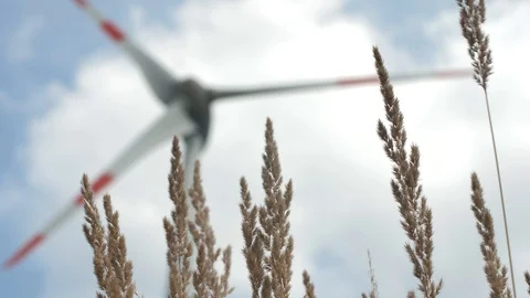 Grass stalks in front of wind turbine Stock Footage 93341343