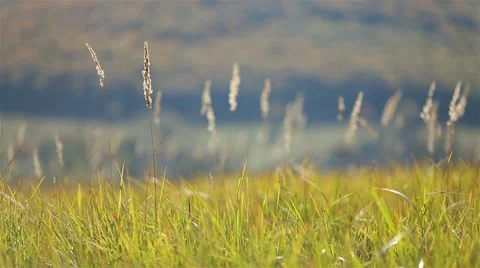 Grass stem with bokeh Stock Footage 46015004