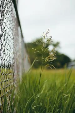 Grass Stem Closeup By Chain Linked Fence | Overgrown Park, Cloudy Moody Day Foto stock