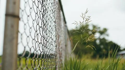 Grass Stem Closeup By Chain Linked Fence | Overgrown Park, Cloudy Moody Day Foto stock