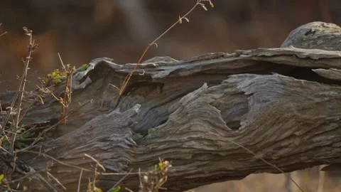 Grass stem swaying in wind beside weathered log, micro habitat detail in Kruger Stock Footage 333131392