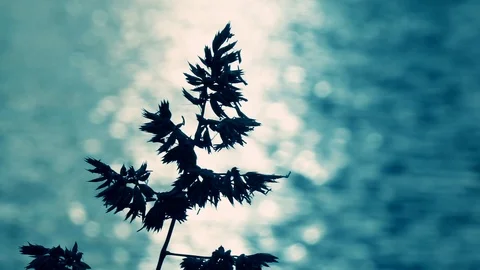 Grass stem waving over blur water surface with sun reflection. Slow motion 스톡 동영상 125469534