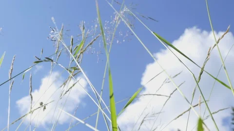 Grass stems from ground point of view to the blue sky in a sumemr day Video stock 112750699