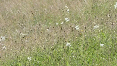 Grass stems in a meadow moved by the wind in a summer sunny day Stock-Footage 112750740
