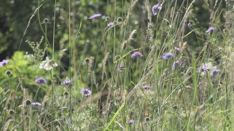Grass stems moved by the wind in a summer sunny day Video stock 112750734