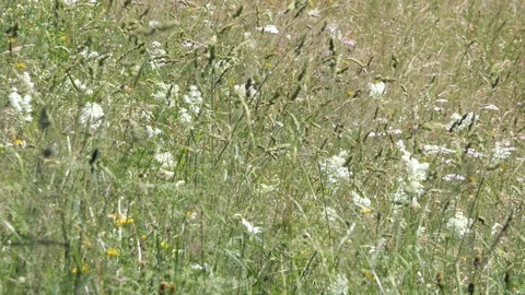 Grass stems in a park moved by the wind in a summer sunny day Stock-Footage 112750792