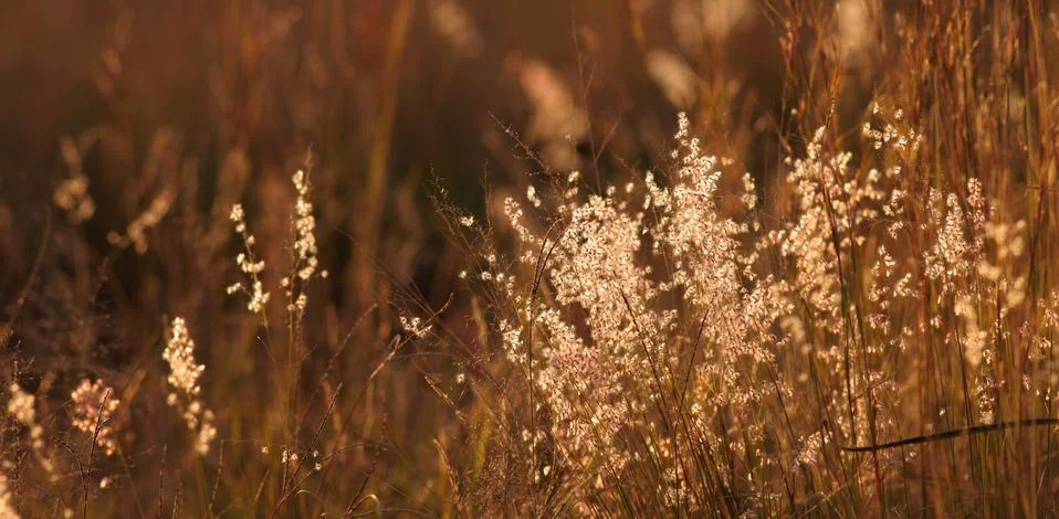 Grass stems Stock Photos