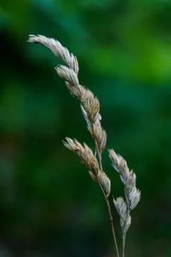 Grass stems sway gently in the breeze during a sunny afternoon in nature 库存照片