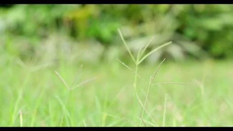 Grass Stems Swaying in Light Wind Stock Footage 331576788