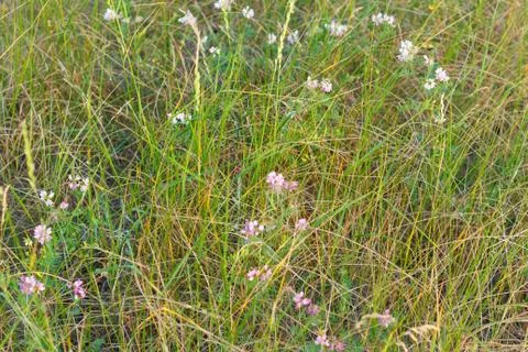 The grass of the Steppe grass on a bright summer day Stock Photos