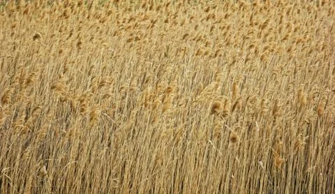 Grass in the steppe Stock Photos