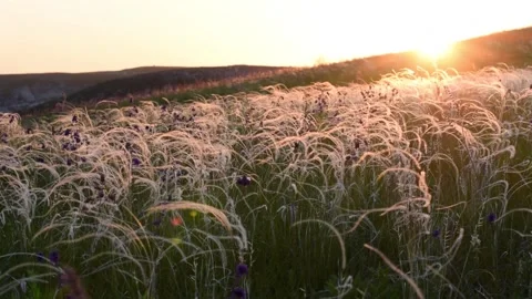 Grass in steppe swaying on wind Stock Footage 91056732