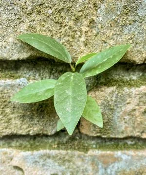 The grass sticks to the wall Foto stock