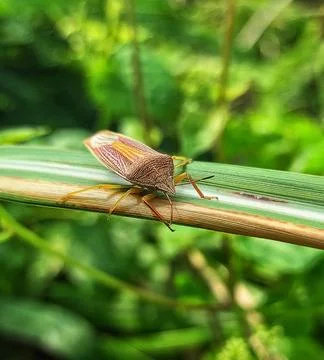 Grass stink bug Stock Photos