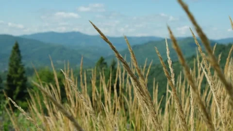 Grass stirs swaying on wind in mountains. Tall dry grass moved by gentle breeze Stock Footage 254485383