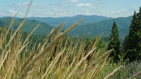 Grass stirs swaying on wind in mountains. Tall dry grass moved by breeze at Stock Footage 254499176