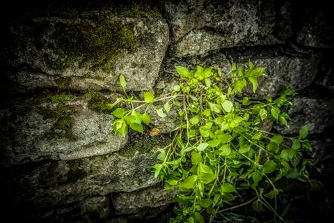 Grass in Stone Stock Photos