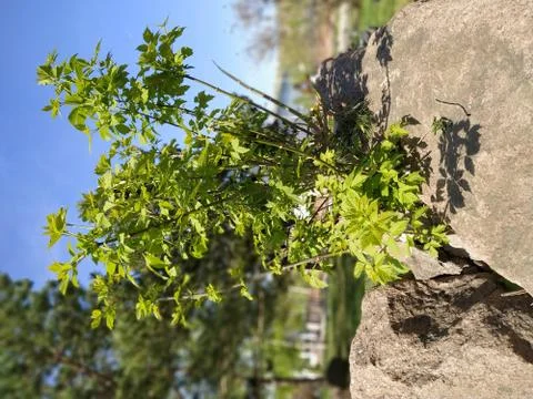 Grass on stone Stock Photos