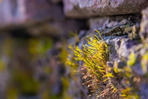 Grass on stone wall Foto stock