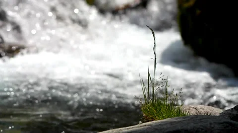 Grass on stones on a background of the brook. Stock Footage 39506232