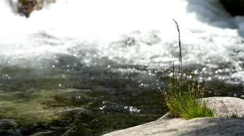 Grass on stones on a background of the brook. Stock Footage 39506233