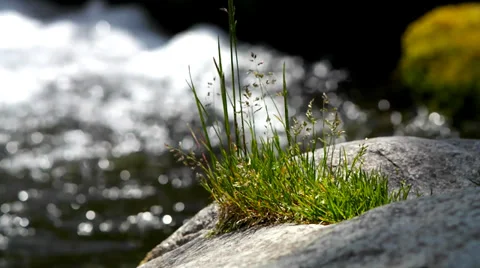 Grass on stones on a background of the brook. Stock Footage 39506264