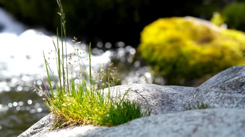 Grass on stones on a background of the brook. Stock Footage 39506400