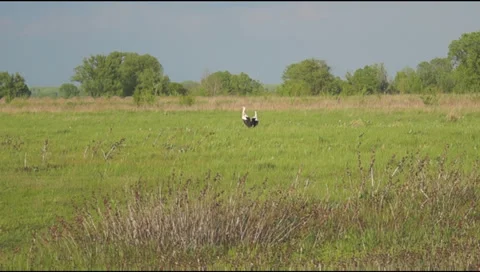 Grass, storks Видео 37740515