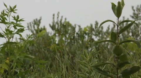 Grass before the storm 10s Stock Footage 8520492