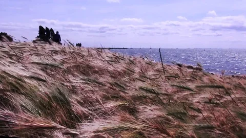Grass in the storm on the dike. Stock Footage 118882551