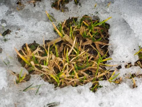 Grass straw, breaking through thick layer of ice and snow, with help of sunli Stock Photos
