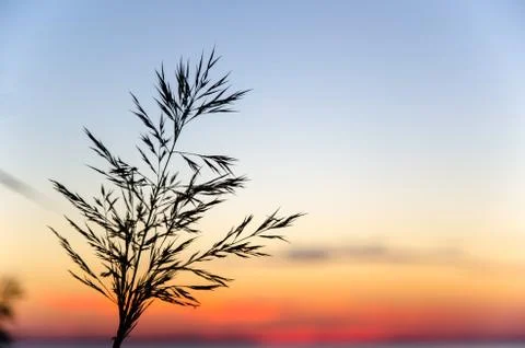 Grass straw at sunset Stock Photos