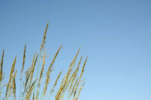 Grass straws at blue sky Stock Photos