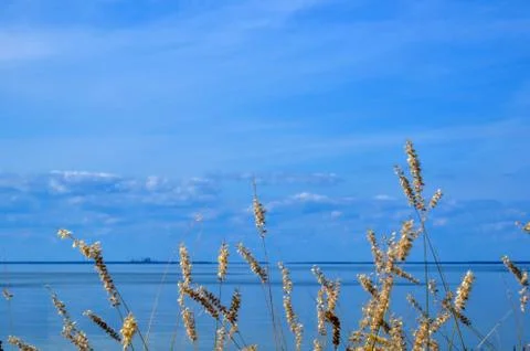 Grass straws Stock Photos