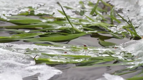 The grass in the stream is covered with ice Stock Footage 143818847