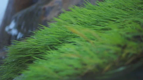 Grass by a Stream Video stock 48949675