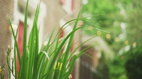 Grass with String Lights in the background Stock Footage 221290778