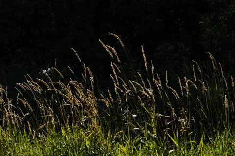 Grass in strong sunlight Stock Photos