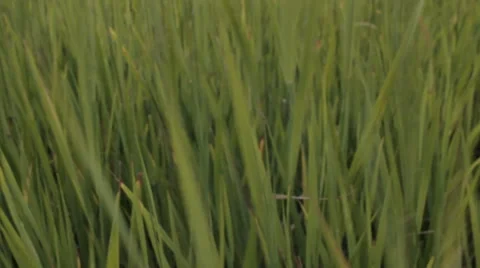 GRASS ON THE STRONG WIND Stock Footage 68755772