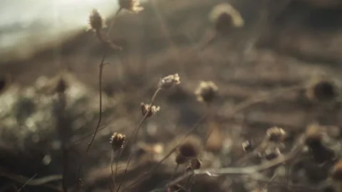 Grass in a strong wind by the river Stock Footage 152655850