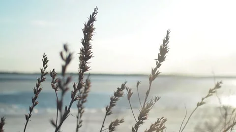 Grass in a strong wind by the river Stock Footage 152655853