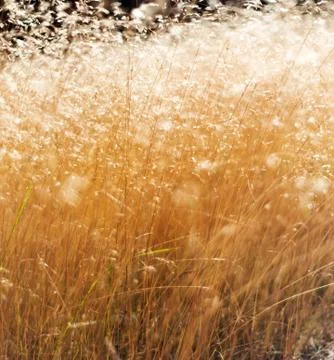 Grass in summer, abstract background Stock Photos