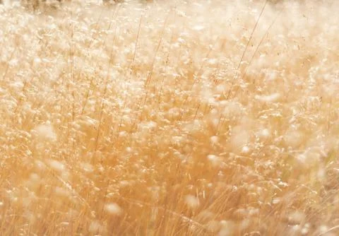 Grass in summer, abstract background Foto stock
