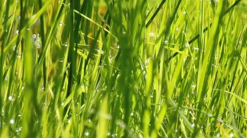 Grass in Summer after Rain with Raindrops Stock Footage 128515189