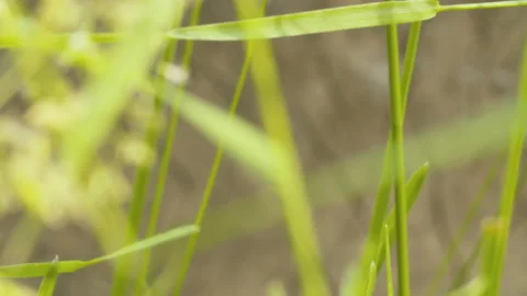 Grass in summer by blowing wind Stock Footage 134269073