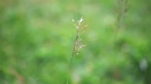 Grass on summer blurred background. Change focus. HD. 1920x1080 Stock Footage 44182221
