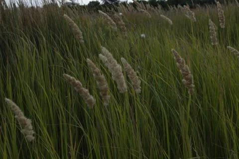 Grass on a summer evening is shown close-up in a field against a background o Stock Photos