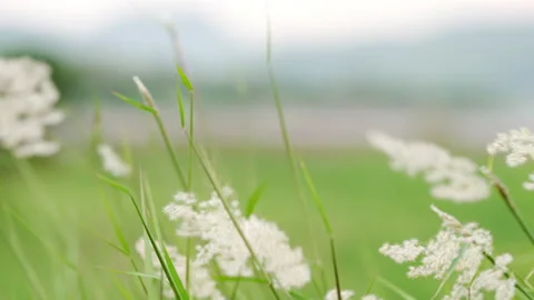 Grass on a summer Video stock 153819934