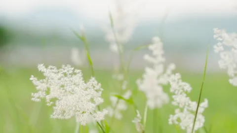 Grass on a summer Video stock 153821338