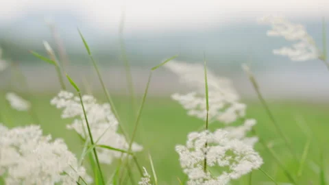 Grass on a summer Video stock 153821367